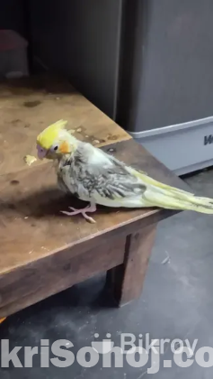 Cocatail bird